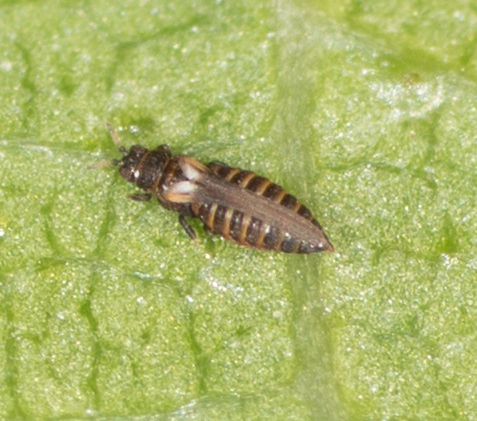 Heterothrips salicis