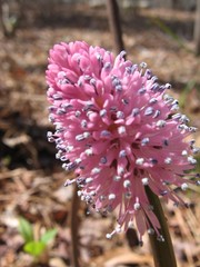 Helonias bullata