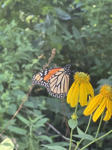 Monarch