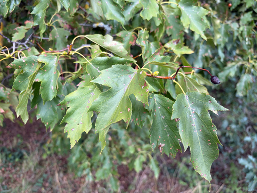 Wild Service-tree