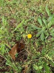 Ranunculus polyanthemos