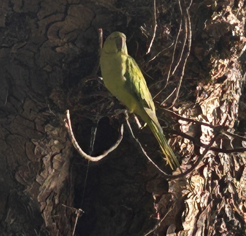 Rose-ringed Parakeet