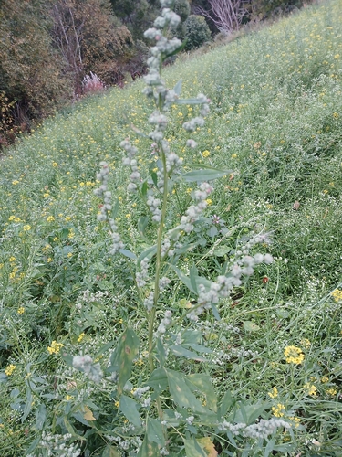 Common Lambsquarters