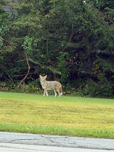 Coyote