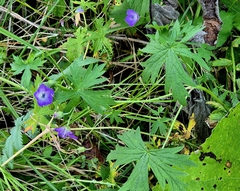 Geranium collinum