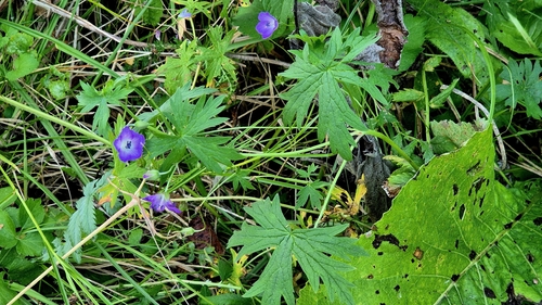 Geranium collinum, photograph 1