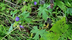 (c) Анна Митрошенкова, some rights reserved (CC BY) Geranium collinum, photograph (c) Анна Митрошенкова, some rights reserved (CC BY)