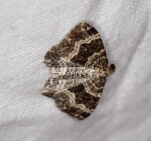 Common Carpet Moth