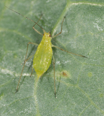 Macrosiphum euphorbiae