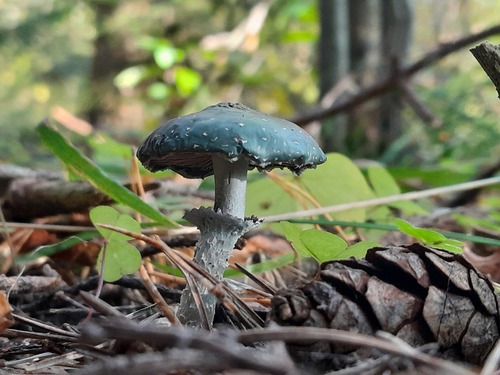 Verdigris Agaric