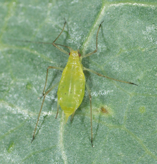 Macrosiphum euphorbiae
