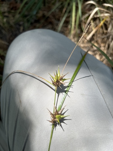 Carex louisianica, 2026-09-09