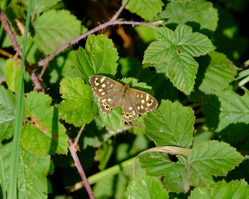 Speckled Wood
