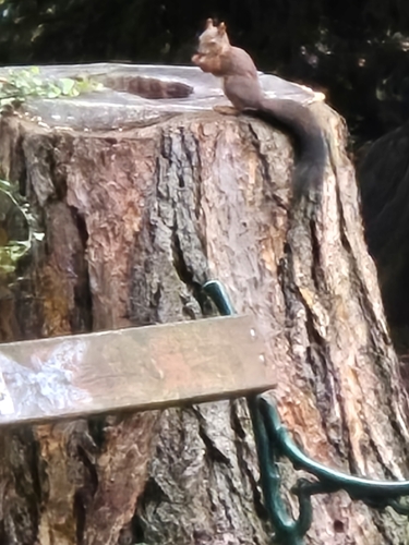 Eurasian Red Squirrel
