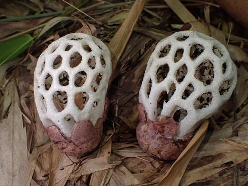 Clathrus roseovolvatus