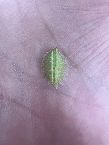 Crowned Slug Moth