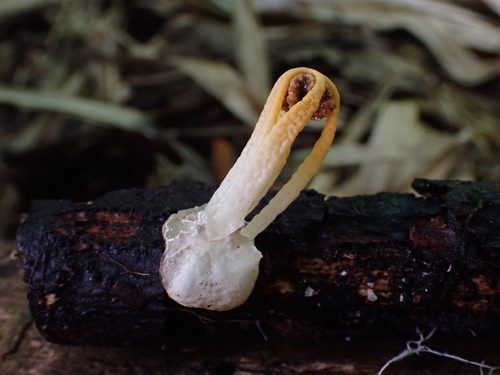 Laternea dringii
