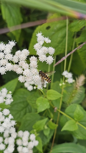 Narrow-headed Marsh Fly