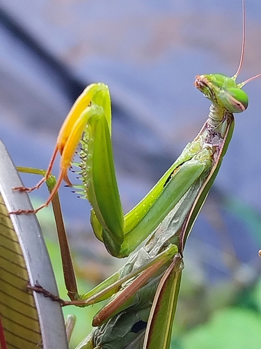 European Mantis