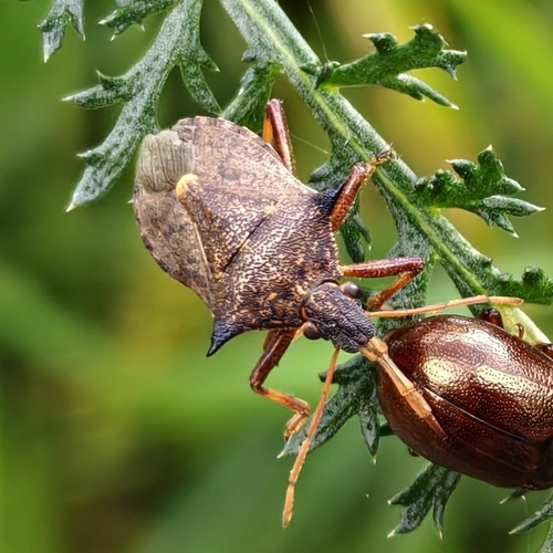Spiny Shield Bug