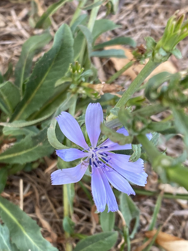 chicory