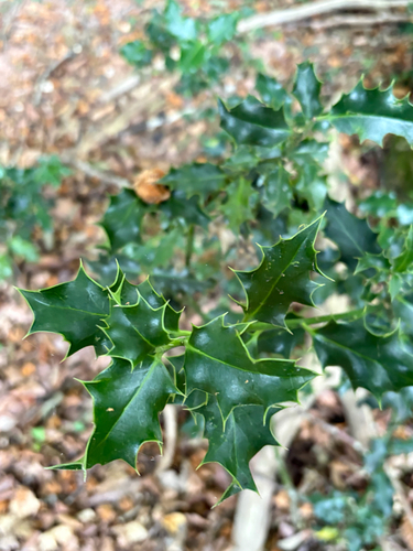 European holly
