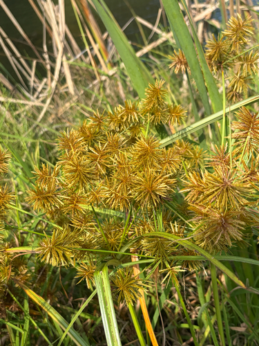 straw-colored flatsedge