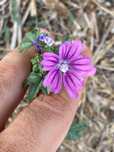 Common Mallow