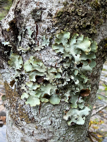 Sea-storm Lichens