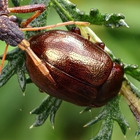 brown leaf beetle