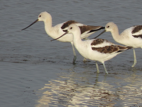 American Avocet