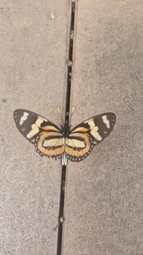 Tiger Mimic-Queen