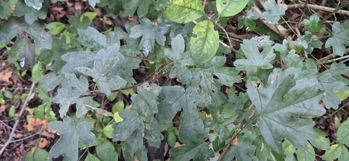 field maple