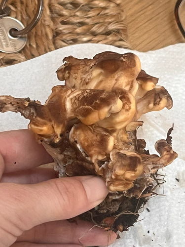 Giant Polypore