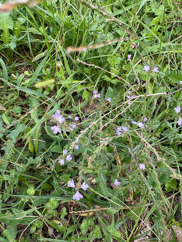 Common vervain