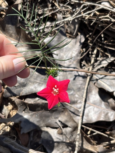 Cypress Vine