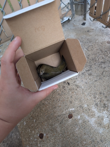 Ovenbird