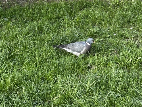 Common Wood-Pigeon