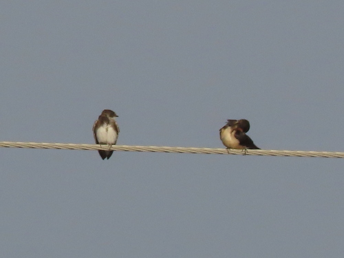Bank Swallow
