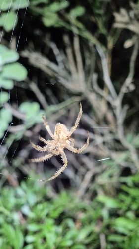Cross Orbweaver