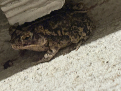 Gulf Coast Toad
