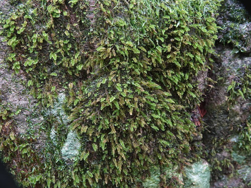Herpetineuron toccoae observed 2026-09-02