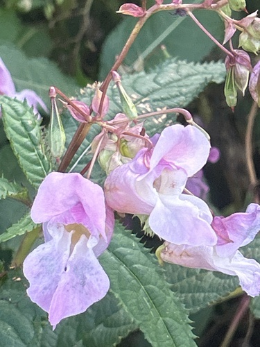 Himalayan balsam