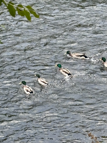Mallard