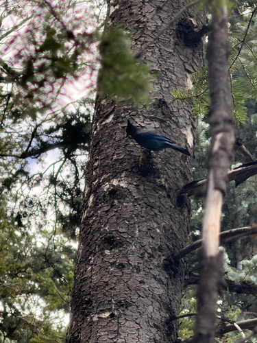 Steller's Jay