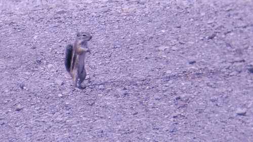 Texas Antelope Squirrel