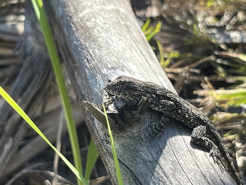 Eastern Fence Lizard