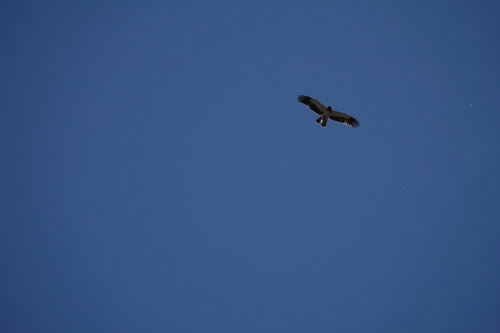 Booted Eagle
