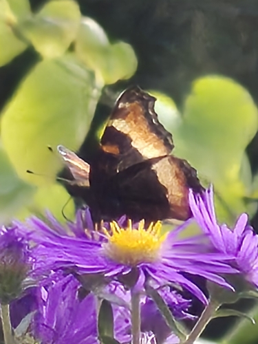 Milbert's Tortoiseshell