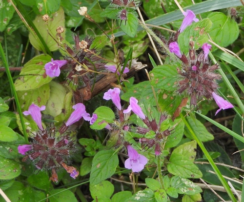 Wild Basil